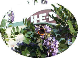 HEB Beeville, Mountain Laurel, and Butterfly