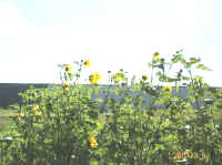 DCP_1979 Yellow Flowers 4x3.jpg (27156 bytes)