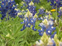 DCP_2133 Bluebonnet forest Closeup.jpg (56761 bytes)