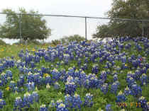 DCP_2134 Bluebonnets reduced.jpg (87456 bytes)