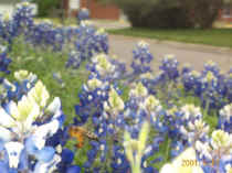 DCP_2141 Bluebonnet and Worker Bee reduced.jpg (36066 bytes)