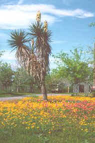 coc TH 24 cactus and flowers large.jpg (17803 bytes)