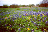 coc bluebonnets and yellow flowers.jpg (28722 bytes)