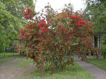 im000028.jpg (46861 bytes)