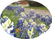 Worker Bee In Bluebonnets V.jpg (34333 bytes)