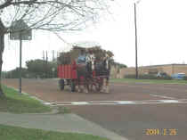 Beeville Texas Horses and Wagon 2001_02_26_1689