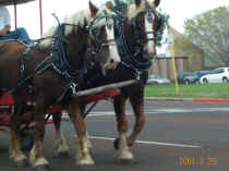 Beeville Texas Horses and Wagon 2001_02_26_1691